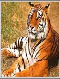 Purchase perfumes and Deodorants online in Gokal Pur.
